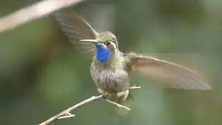 Blue-throated Mountaingem