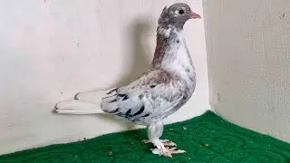 Молодёжь Такла,бакинцы,Армянские Бойные