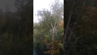 Ак жамгыр)) (02-10-2018) (Москва)