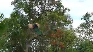 Green Peacock Flying