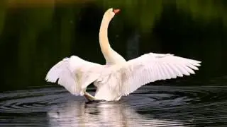 Зульфия Жихан & Азамат Гайнанов 