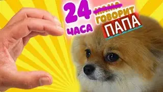 24 HOURS DAD trains a puppy. Something went wrong. Dog Alice and the Challenge. Part 1