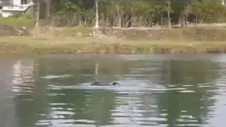 Китайский рыбак ловит рыбу птицой )))