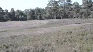Heidschnucken