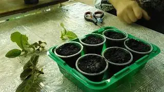 🌱НЕОБЫЧНЫЙ СПОСОБ ПОСАДКИ ГЛОКСИНИИ ! Размножение, посадка макушками ! 🌱How to grow gloxinia