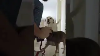 Chihuahua & Labrador walk