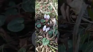 Неописуемая красота Адыгеи