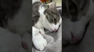 Обезательно посмотри. Какой ужас🥺. Берегите вашего кота❤️🫶🏻.
