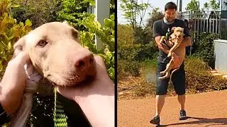 История бездомного щенка по имени Марсель. Собака с человеческими глазами.
