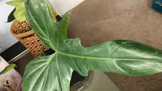 Chat 🗣& plant 🌱