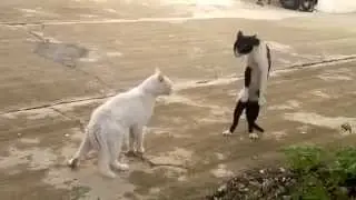 Кот каратист   прикол