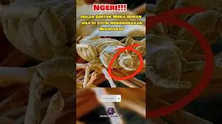 BENTUK MUKA HEWAN JIKA DIZOOM⁉️#shorts #animals #subjectex #viral