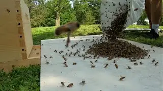Honey Bees flow like water after Queen!