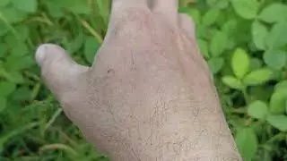 Соя після агрітоксу