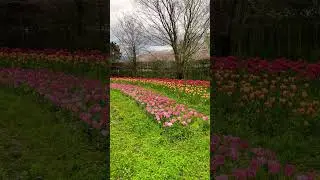 チューリップが咲いたー