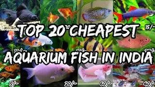 Aquarium Fish Price 10-50 Rupees In 2023 @AquaPlanets @SJInceptions @AquariumInfo