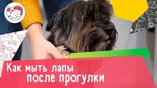 Как правильно мыть лапы собаке после прогулки: видеоинструкция