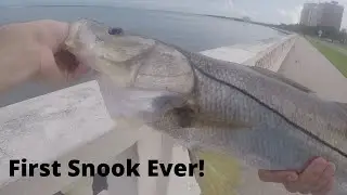 My FIRST Snook Ever! Summer Snook Fishing in Tampa Bay Florida (Bayshore Blvd)