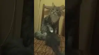 Кошка с одной сиськой