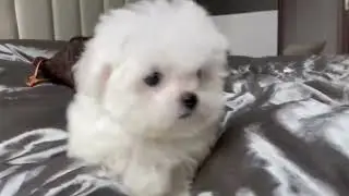 humming bichon #barking #bichon #short