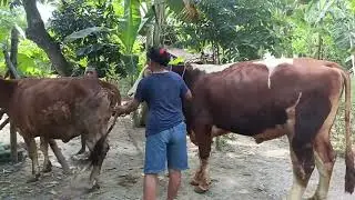 Cow m4ting putri