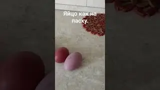 Пасхальные  куры несут удивительные яйца. #скоро пасха#