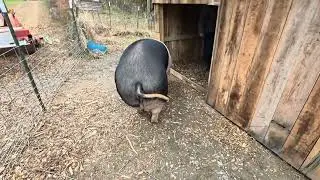 Pig tested, pig approved.  #westvirginia #pigfarming #diy #farming 