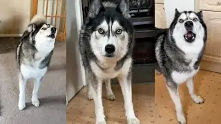 My Husky Chased Me Around the House Yelling! 
