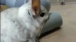 Как шиншиллы прыгают и играют