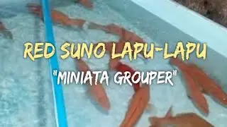 RED SUNO/LAPU-LAPU|Izzy Sancha