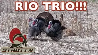 STRUTT’N 360 Rios in Kansas | Toms CHARGE the Decoys