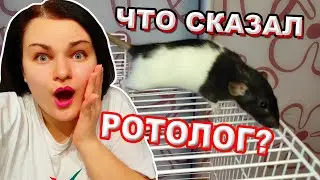 КРЫСА ОТКУСИЛА ХВОСТ | ЧТО СКАЗАЛ РОТОЛОГ? | ГРЫЗУНЯШКИ