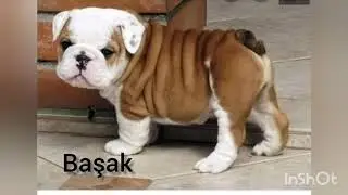 Burçlara göre köpekler 🐶🐕‍🦺🐕🐩🐾