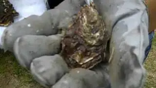 How to shuck an oyster