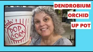 DENDROBIUM NOBILE ORCHID UP POTTING, SEMI HYDROPONIC IN SELF WATERING LECA