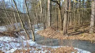 a forest walk in search of peace