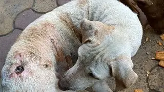 What to do when you see an injured street dog?