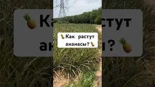 😨КАК РАСТУТ 🍍АНАНАСЫ? 