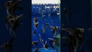 птичий рынок Садовод