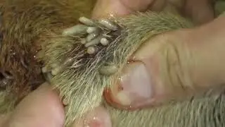 Лаки и Рембо.Удаление червей.#vetclinicgambia#ruslgass