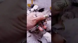 Цыплята двух возрастов  #silkies