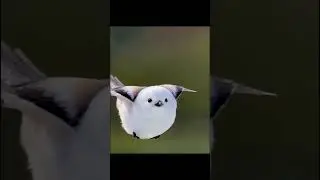 Полет