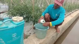 Inilah Nutrisi Pencegah Rontok Bunga Cabe