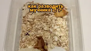 Как разводить мучного червя 2 ?