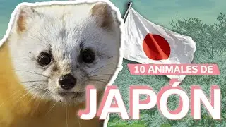 10 Animales de Japón 😍 | Endémicos del país del sol naciente