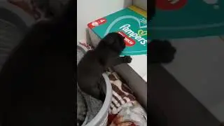 побег котёнка#cat #shorts