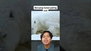 Jangan diskip! inj Beruang hutan paling sial. #beruanghutan #beruangkutub #shorts