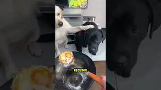 This little dog taught his owner a lesson! Making everyone cry... 🐶😭