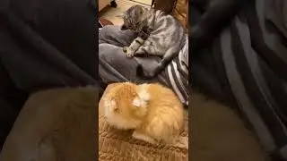 That’s what happens when you bite 😂 #cats #catfunny #catfunnyvideo #shorts