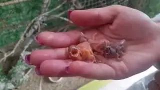 Птенцы Амадины Гульда